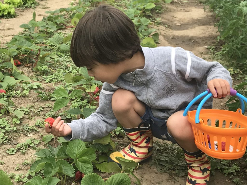 A student picking strawberries in the school garden