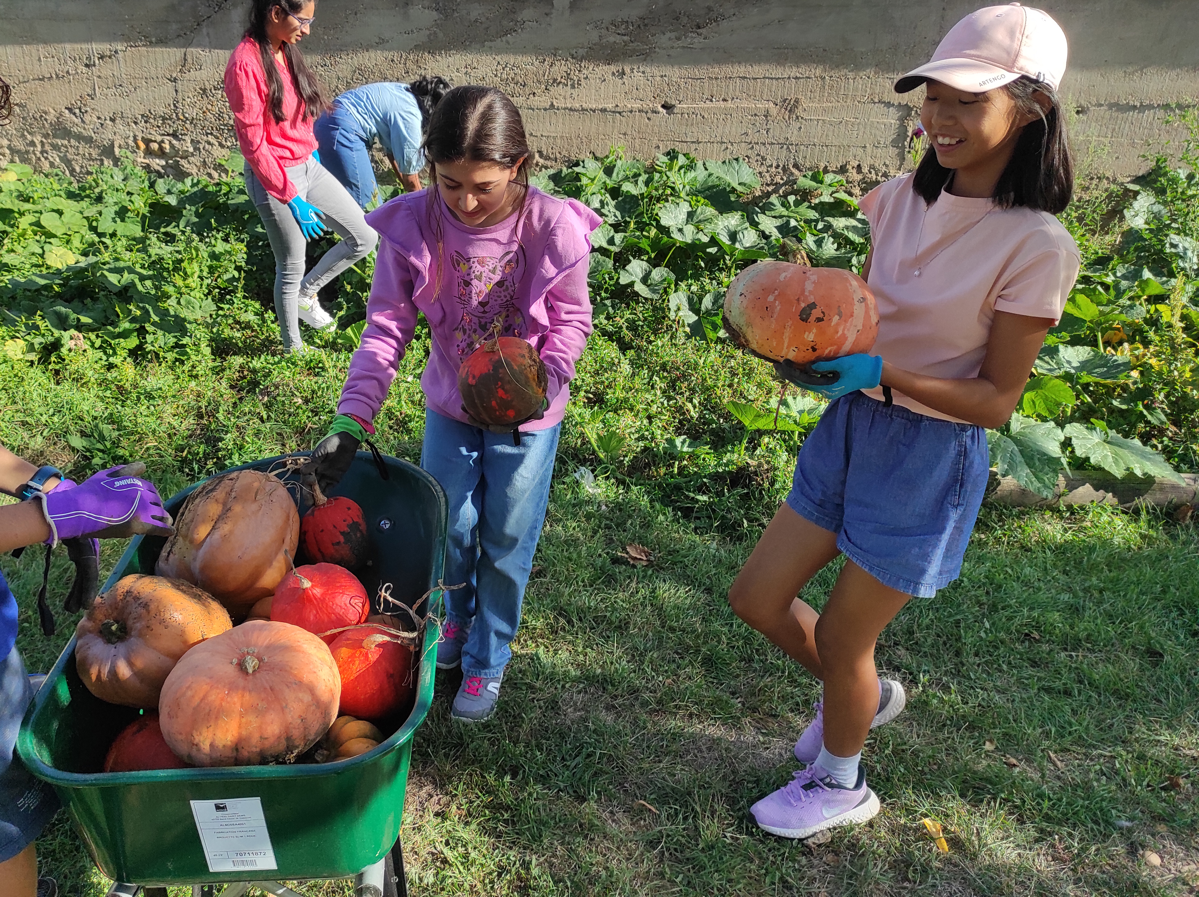 Students putting pumpkins into a wheelbarrow.